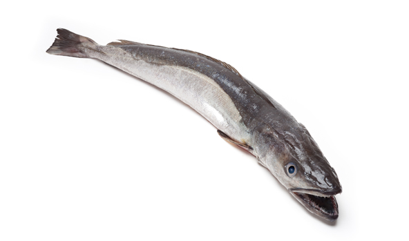 SCANFISK SEAFOOD S.L.