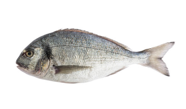 SCANFISK SEAFOOD S.L.