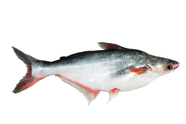 Damaco