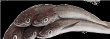 Pescadilla
