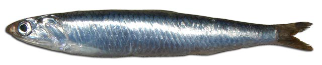Boquerón