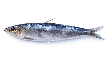 Sardina