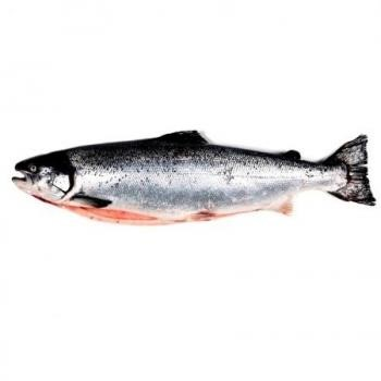 Salmón Entero