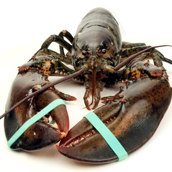 Bogavante