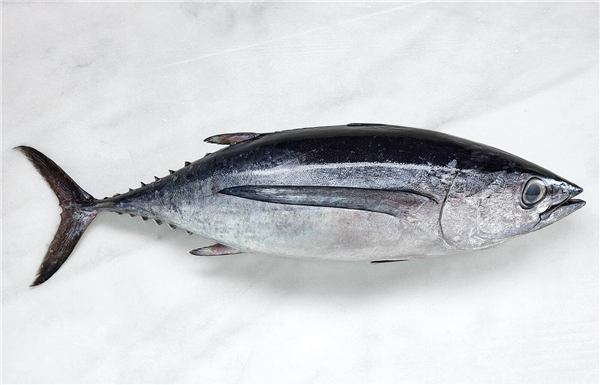 BONITO DEL NORTE