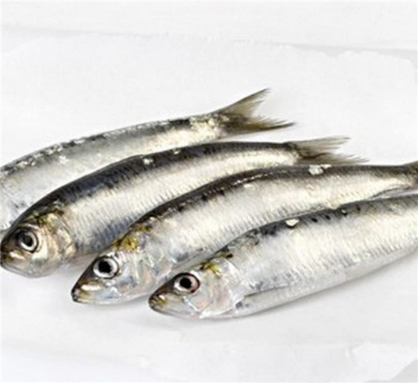 Sardina