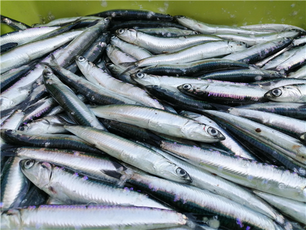 ANCHOA